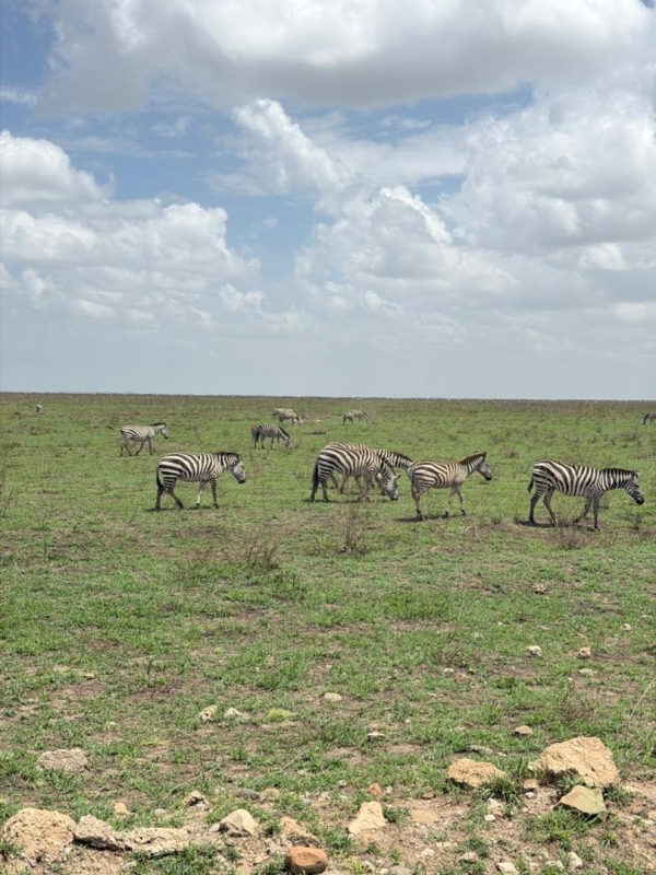 4-Day Tanzania Wildlife Safari Tarangire, Serengeti And Ngorongoro