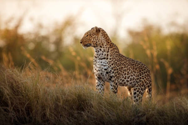 Tanzania Wildlife Extravaganza