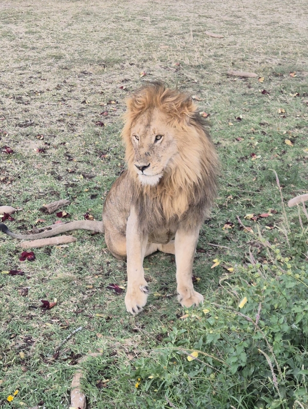 4 Days Fly-In Safari to Serengeti & Ngorongoro Crater
