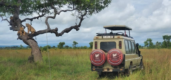 2 Days / 1 Night Mikumi National Park By Air