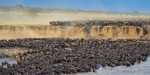 Great Wildebeest Migration Safari