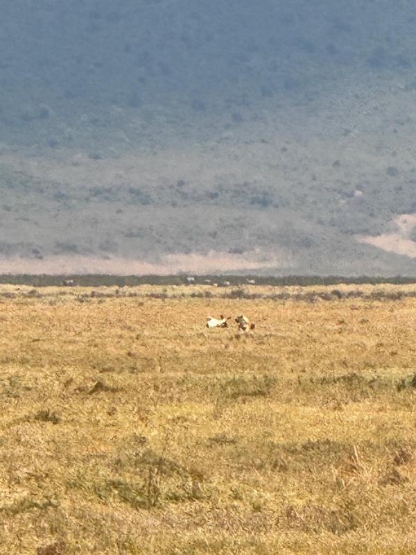 4-Day Big 5 Budget Camping Safari