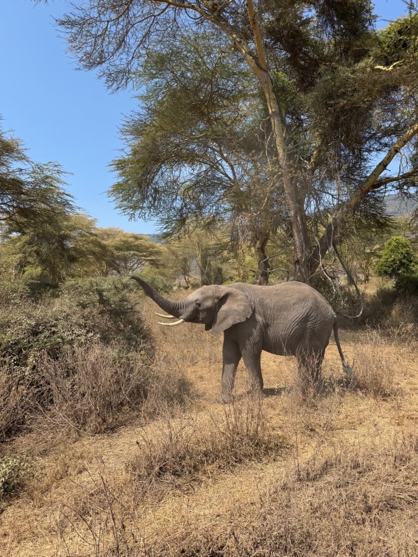 3-Day Group Safari - Serengeti & Ngorongoro Crater