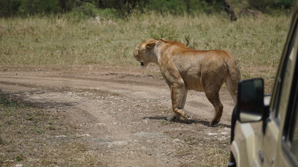 5 Days Tanzania Safari