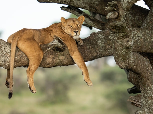 Day Trip to Lake Manyara National Park “Beyond the Game Drive” – One Day Immersive Safari