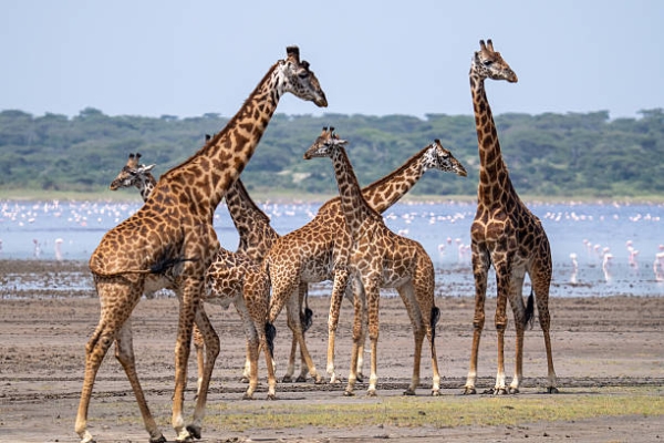 2-Day Tarangire & Ngorongoro Crater Safari