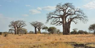 3-DAY FLY-IN SAFARI FROM ZANZIBAR: EXPLORE TARANGIRE, NGORONGORO & MANYARA