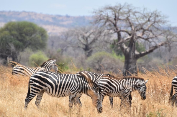 10-Day Selous, Mikumi, Ruaha, Udzungwa + Night Game Drive