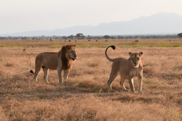 3-Day Selous (Nyerere NP) Boat, Game & Walking Safari