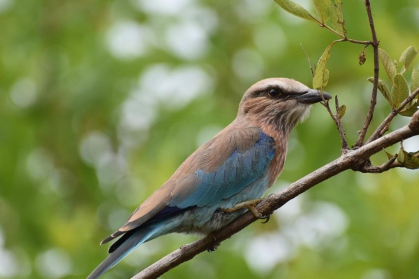 4-Day Mikumi and Nyerere National Park + Boat Trip