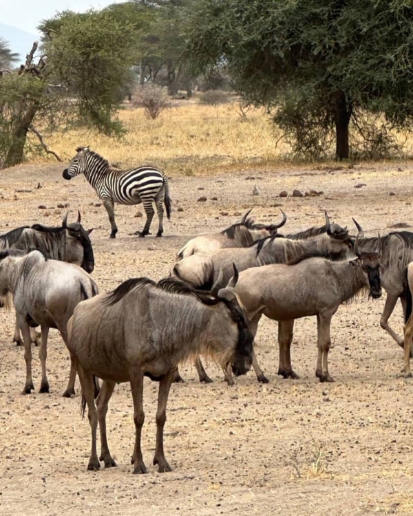 4 Day Ndutu Calving Safari Experience