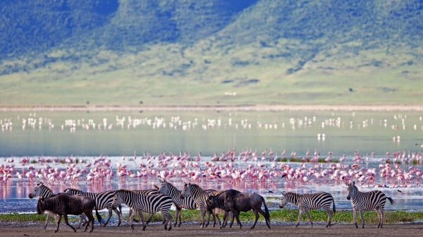 1-Day Ngorongoro Crater Tanzania Safari