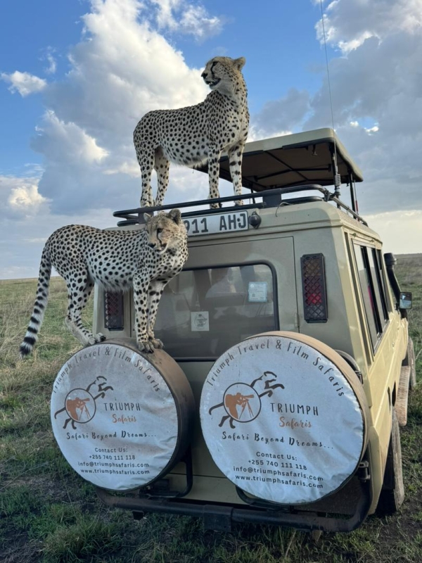 5 Days Northern Tanzania Wildlife Safari