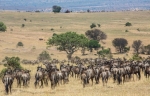 Serengeti Migration 2026