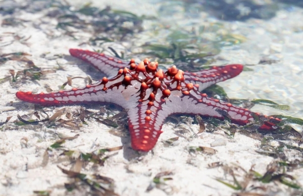 8 Days Luxury Tanzania Bush to Beach Safari Experience