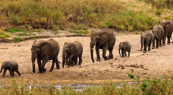 2-Day Tarangire & Materuni Tour
