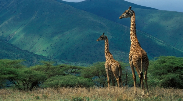 4-Day Tarangire, Ngorongoro, Materuni Waterfalls &Coffee