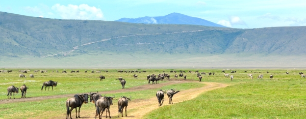2-Day Ngorongoro Crater & Hadzabe Cultural Tour