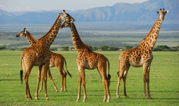 6-Day Big Five Safari, Materuni Waterfalls & Coffee Tour