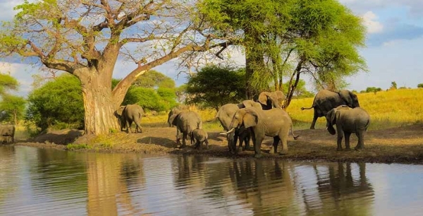 3-Day Tarangire/Lake Manyara/Ngorongoro  Safari