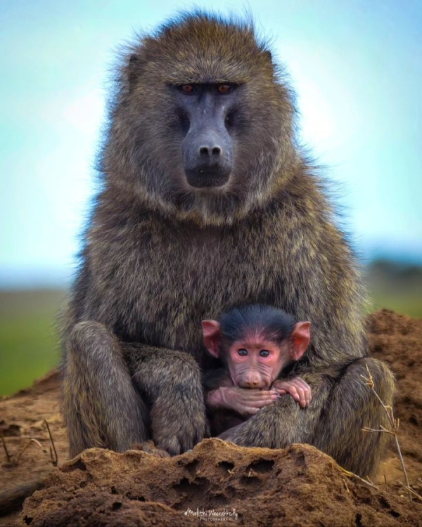 2-Day Tanzania (Tarangire & Ngorongoro Crater) Safari