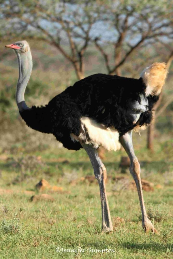 5-Day Northern Serengeti Safari