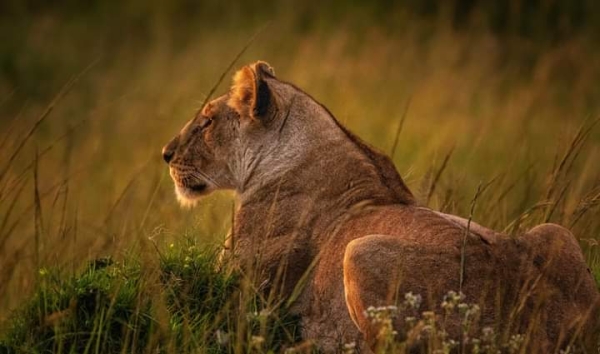 3-Day Tanzania (Serengeti) Safari