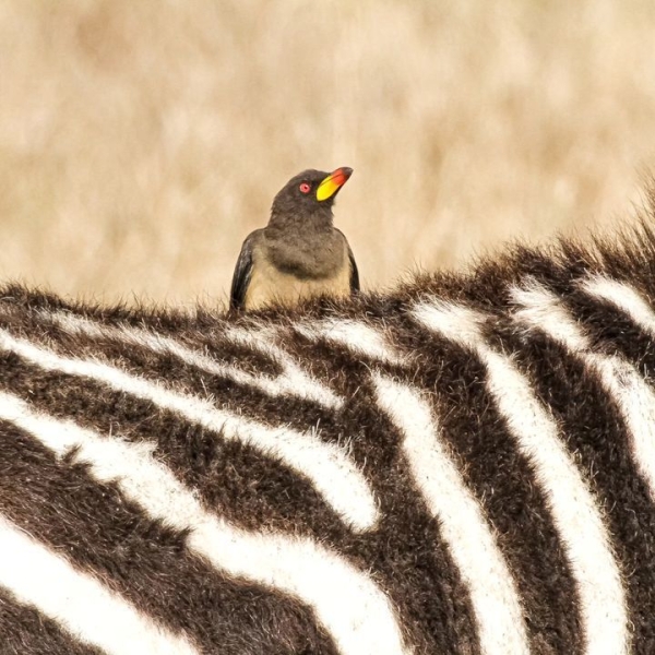 5 Days Northern Tanzania Finest Safari