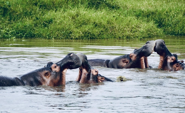 4-Day Northern Serengeti Safari