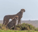 6-Day Tanzania Safari