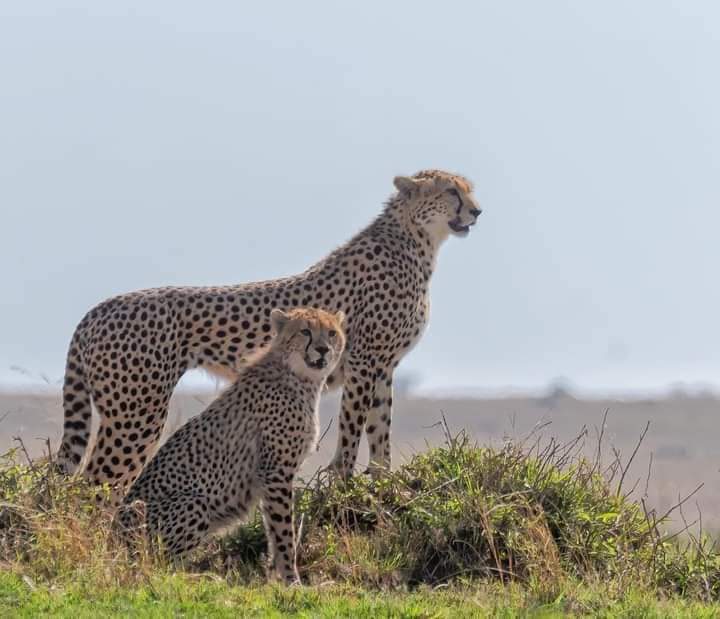 6-Day Tanzania Safari