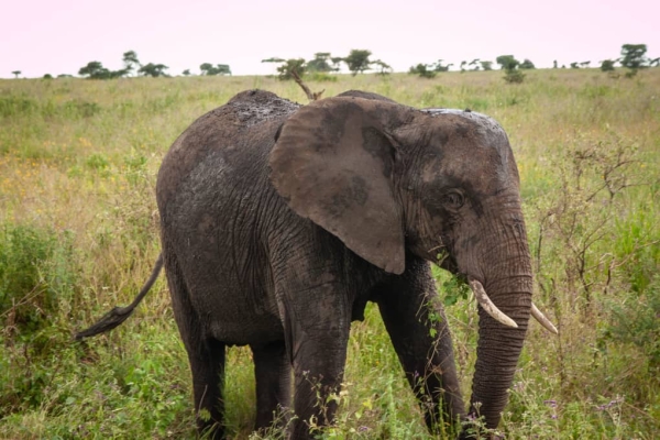 5-Day Tanzania Safari – Tarangire, Serengeti, Ngorongoro & Materuni Waterfalls