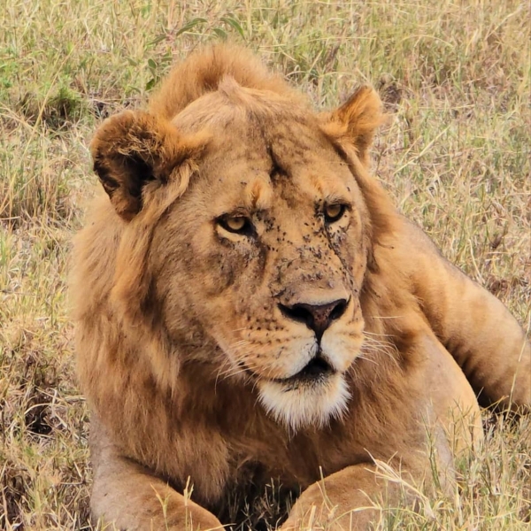 Serengeti Majesty & Ngorongoro Wonder – 4 Days of Pure African Wilderness