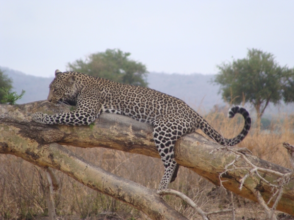 3 Days Flying Serengeti Safari from Zanzibar