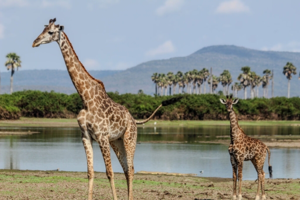 3 days selous safari from zanzibar (driving safari)