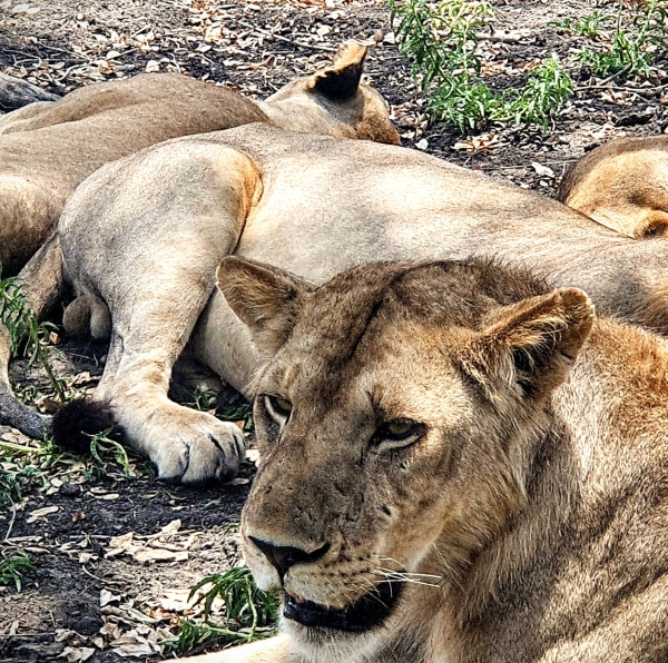 2 days one night-Flying in/ Nyerere National Park/Southern Tanzania
