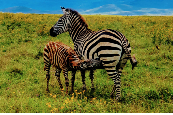 3 days Serengeti and ngorongoro Crater - Start from Arusha city or Moshi Town