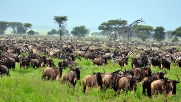 5 DAYS SAFARI