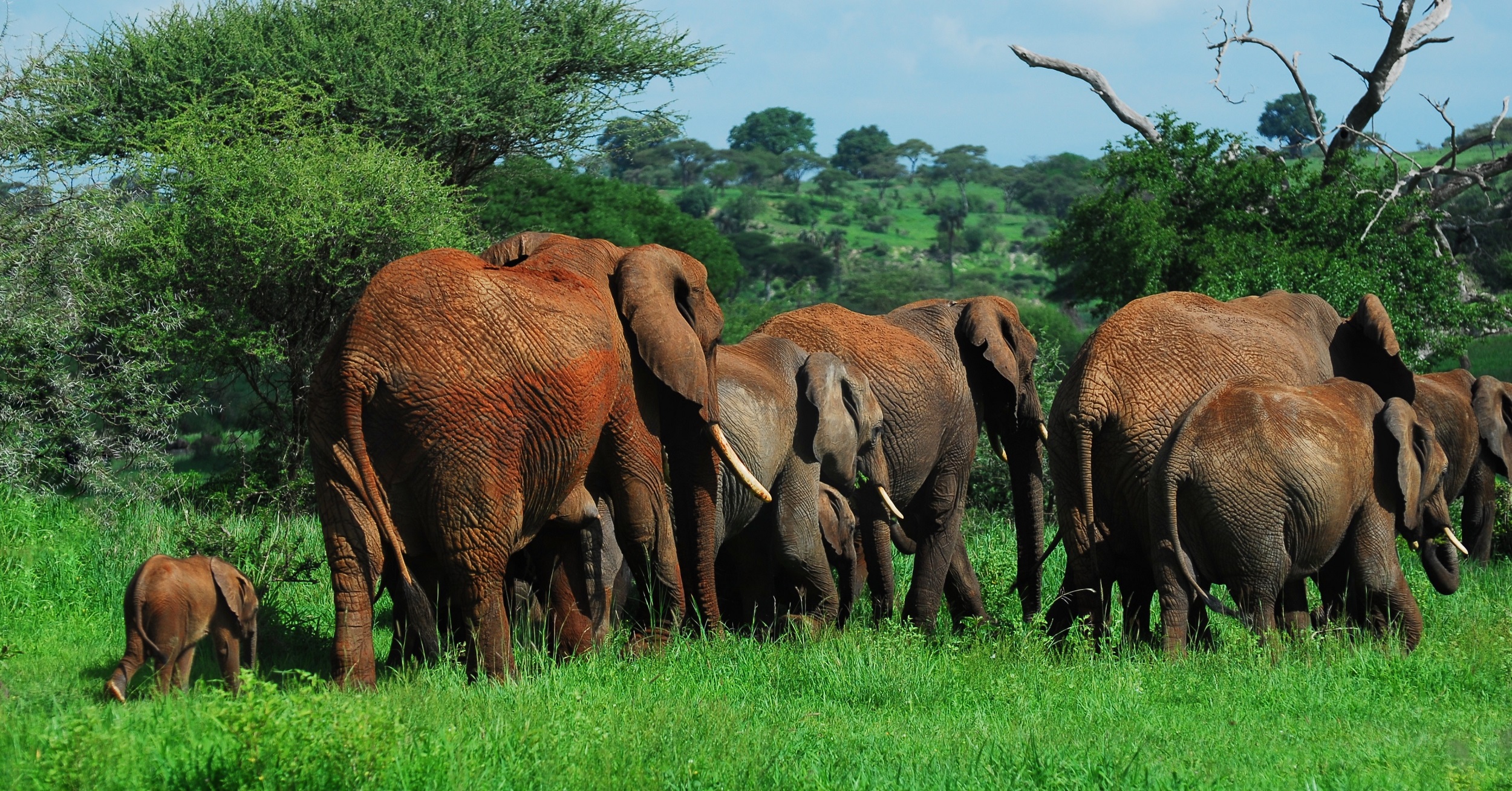 Tarangire Elephants
