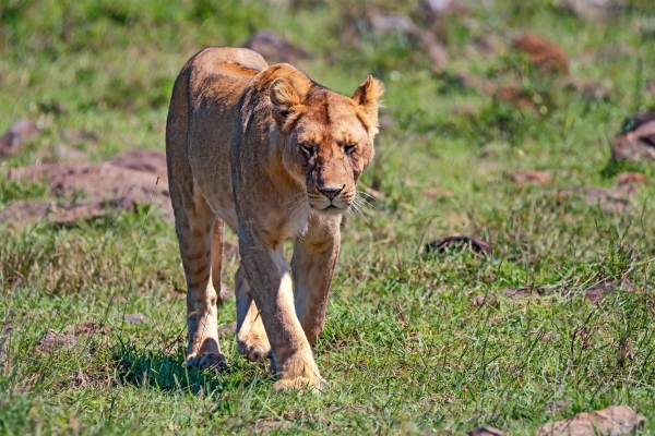 8-Day Tanzania Luxury Lodge Safari