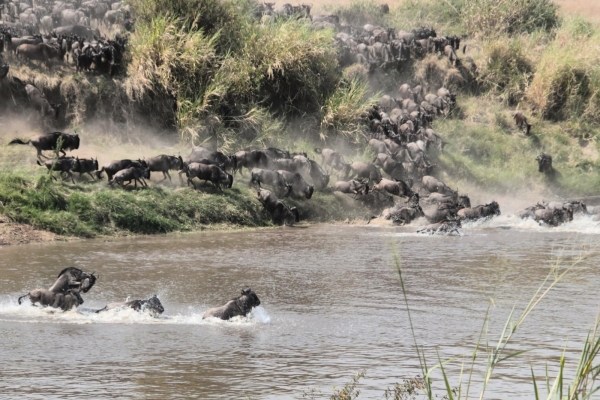 6-Days Safari - the Calving Season