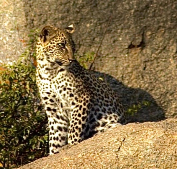 4 Days Safari - The Big Five