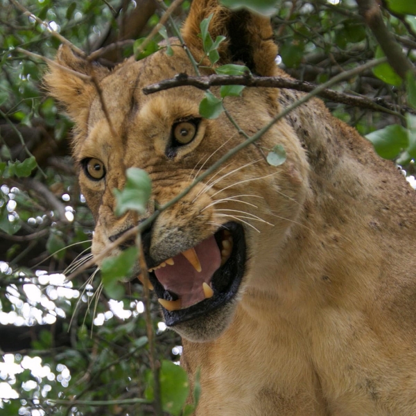 7 Days – Tanzania's Hidden Safari Treasures