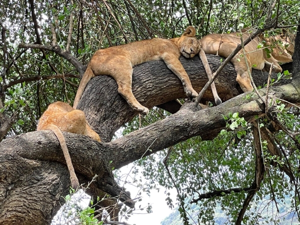 8 Days Safari – the NorthernNational Parks of Tanzania