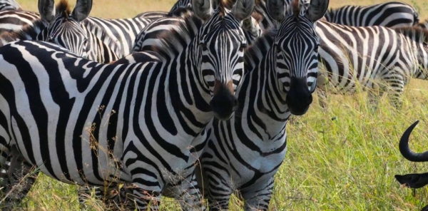 6 Days - Mid- Range Manyara & Serengeti