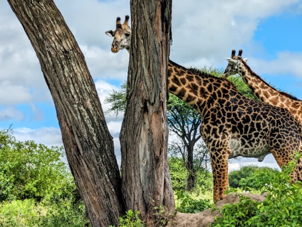 3 Days Arusha National Park Trip