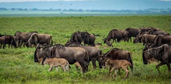 8 Days Adventures Safari Tanzania