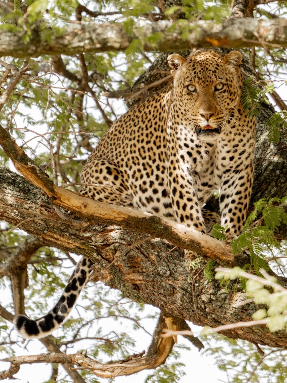 3-Day Tanzania Safari