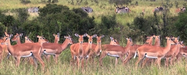 Mikumi National Park Safari