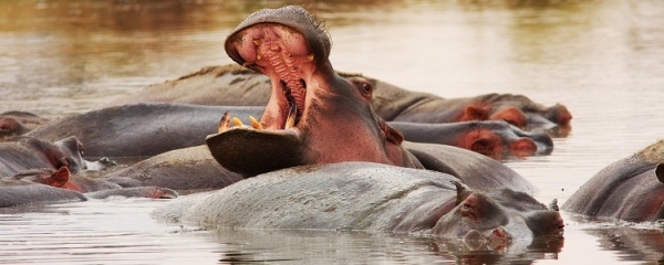 3 Days Nyerere National Park  (Selous Game Reserve) Safari